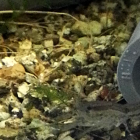 餌を食べるドワーフザリガニ　動画の画像