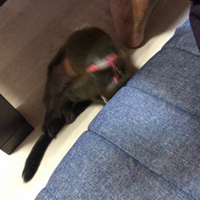 ブラッザグェノンの画像