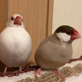 【ゆるにゃんこ占い】今日の運勢は...の画像