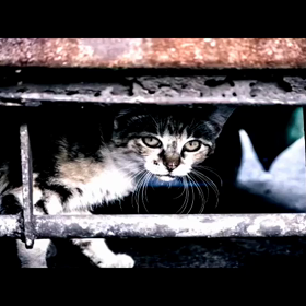 保健所に収容される猫のリアルの画像