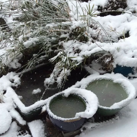 寒波到来ですの画像