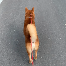 じぇ～!!ラッキーの画像