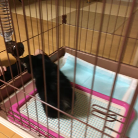 バピプーのももちゃん⭐️ですの画像