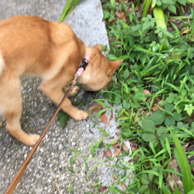 ケリ散歩12 ＊カサッカサコソッ＊の画像