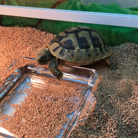 チャンチャンとチャンリと生活14日目の画像