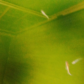 緑水VS透明水の画像