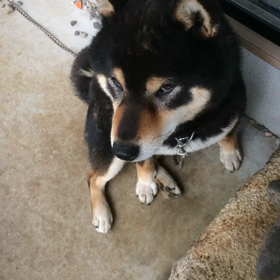 お利口さんの画像