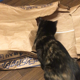 やるぜ…DAISOの画像