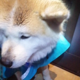 久しぶりの雨☔カッパ着込んだり、散歩後の拭き取り等面倒❗飼い主いつもの雨☔にも増してテンション低の画像