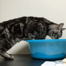 直レイキ5分　遠隔2時間の画像