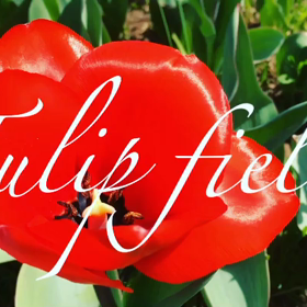 チューリップ畑でお散歩^_^の画像