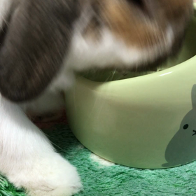 今朝も飯がうまい！の画像