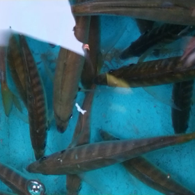 船頭,浅川筏でアジ偵察の画像