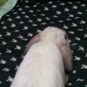 動画とってみた9の画像