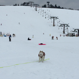 箱館山スキー場での画像