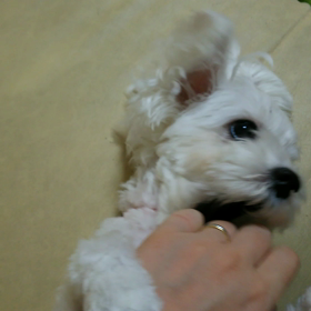 手と戦うリルの画像