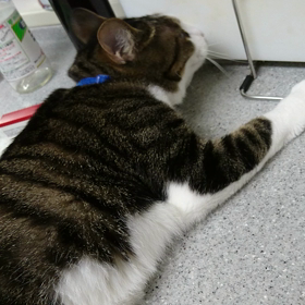 コーヒーが好きの画像