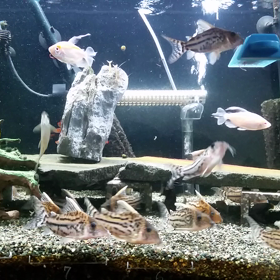 スープル。ウルプル。アカムシ動画(*´∀`)♪の画像