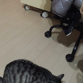 猫のまやさんの唯一出来ること。の画像