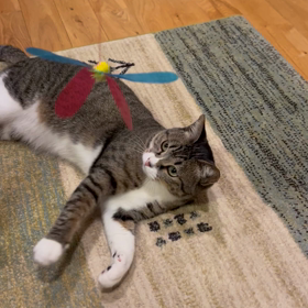 横着ねこのぐーたらな姿の画像