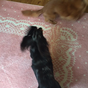 元気は癒し❤︎の画像