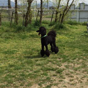 狂犬病 とフエラリアと健康診断の画像