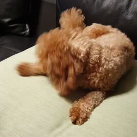 一心不乱に☆の画像