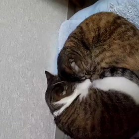 テスト動画の画像