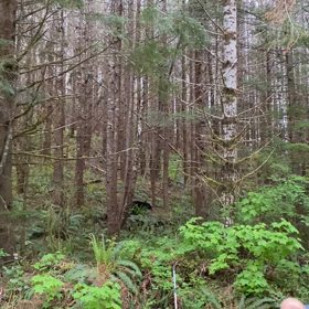 クマ動画の画像