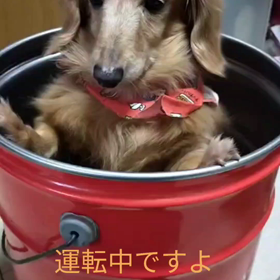 君によく似合うよ~▽^ェ^▽ ﾜﾝ!の画像