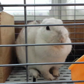 うっちゃんの動画 12月26日撮影 かわいらしいよの画像