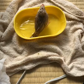 シナモン文鳥、雛初体験！水浴びの画像