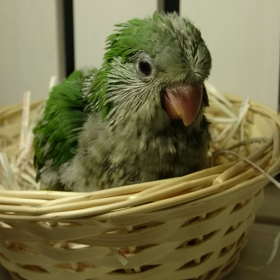 シャイなオキナインコさんの画像