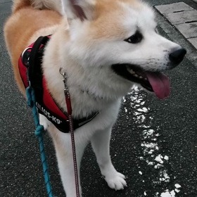 未来丸今朝は玄関口からストライキ。ムッムッ！悪い予感。散歩の良いイメージ回復を目指し、匂いかぎ全の画像