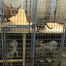 特定動物の同居はじめましたの画像