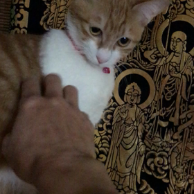 ローズちゃん里親様募集中の画像