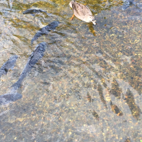 癒された〜の画像