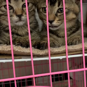 7月9日（日）参加猫、照子、明、光、月子の画像