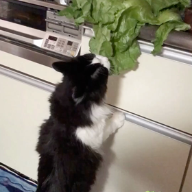 ベジタリアンな猫の画像