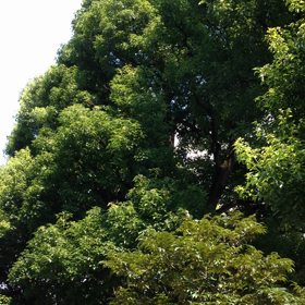 雑俳一句 2016.07.20.の画像