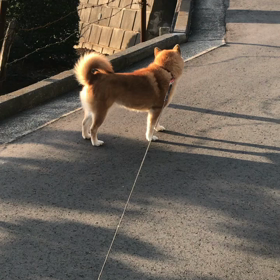 お散歩サリーの画像