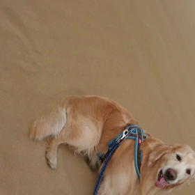 やっぱり弾丸(笑)の画像