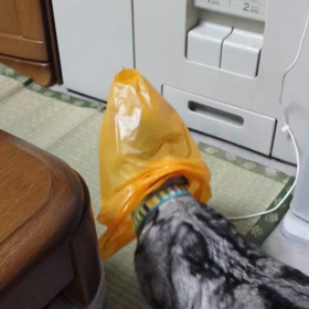 ビニール袋は楽しいにゃ～♪の画像