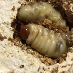 お引越しBeetle♪(´ε｀ )の画像