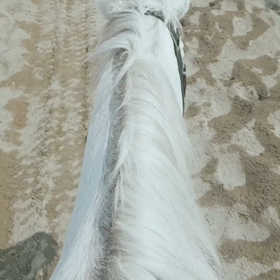 明日から大井開催だっぺよの画像