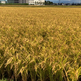 こんばんは。。。の画像