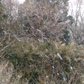 初雪です‼の画像
