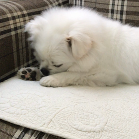 お掃除屋さんが来ても平気だったコスモの画像