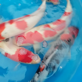 落ちた！！！の画像