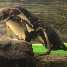 求愛の後…(ペンギン動画)の画像